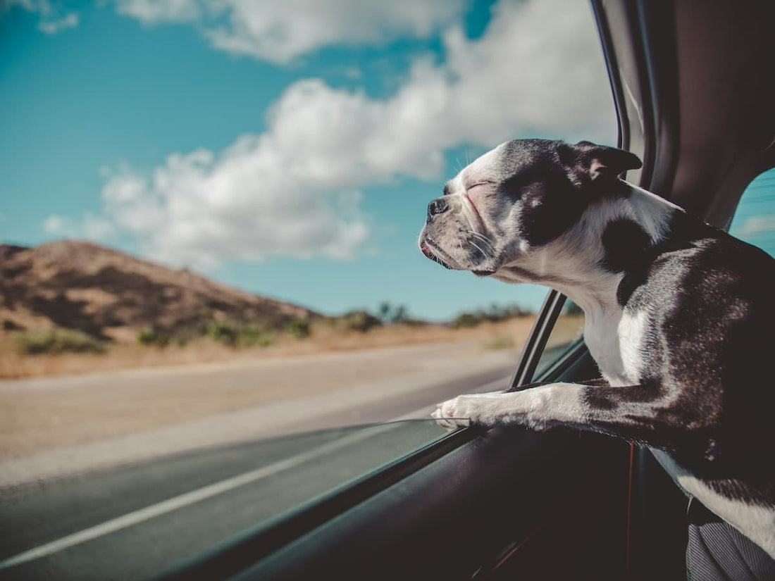 Hund schaut aus einem offenen Autofenster.